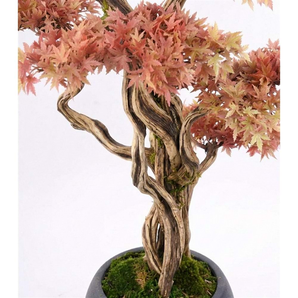 160 CM SAKSILI AĞAÇ BONSAI