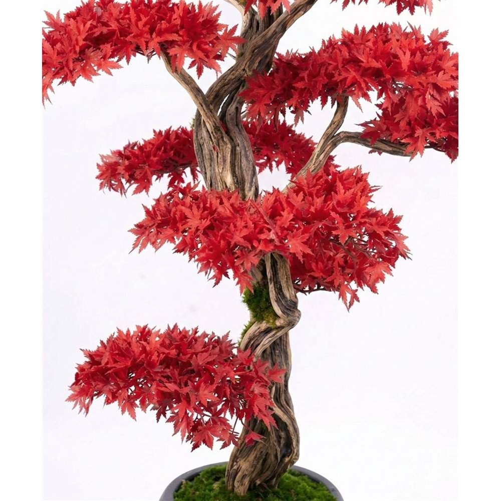 160 CM SAKSILI AĞAÇ BONSAI