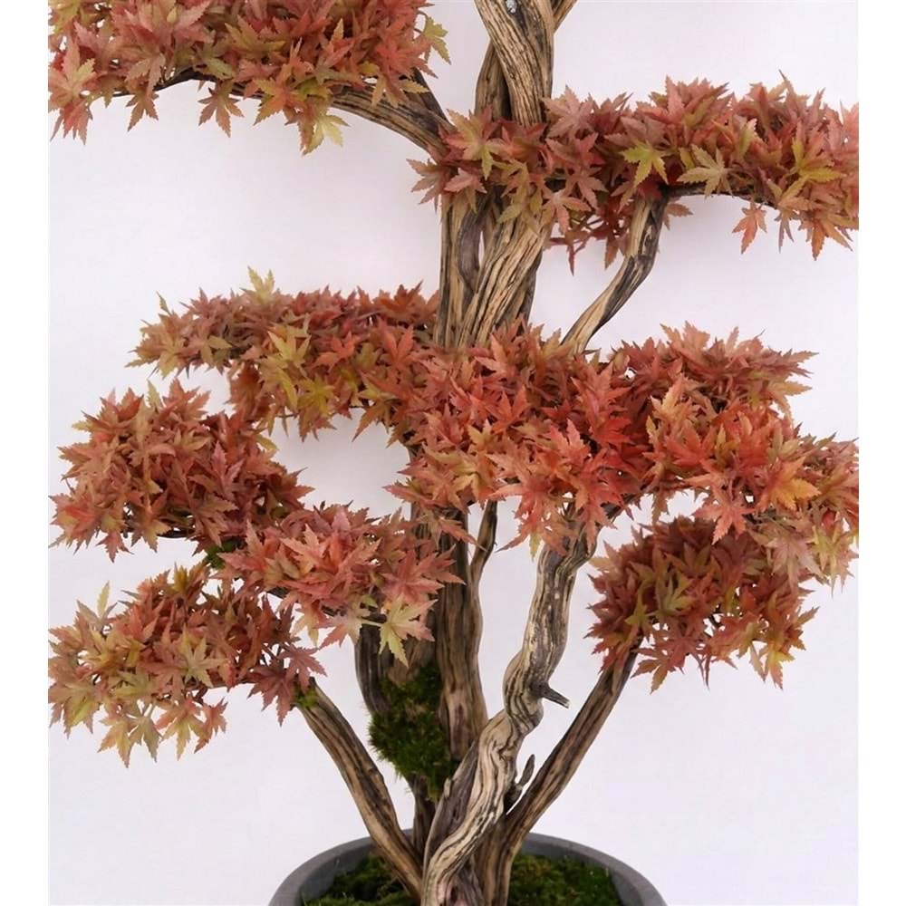 160 CM SAKSILI AĞAÇ BONSAI