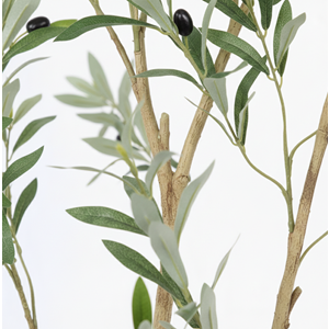 180 CM ZEYTİN AĞACI