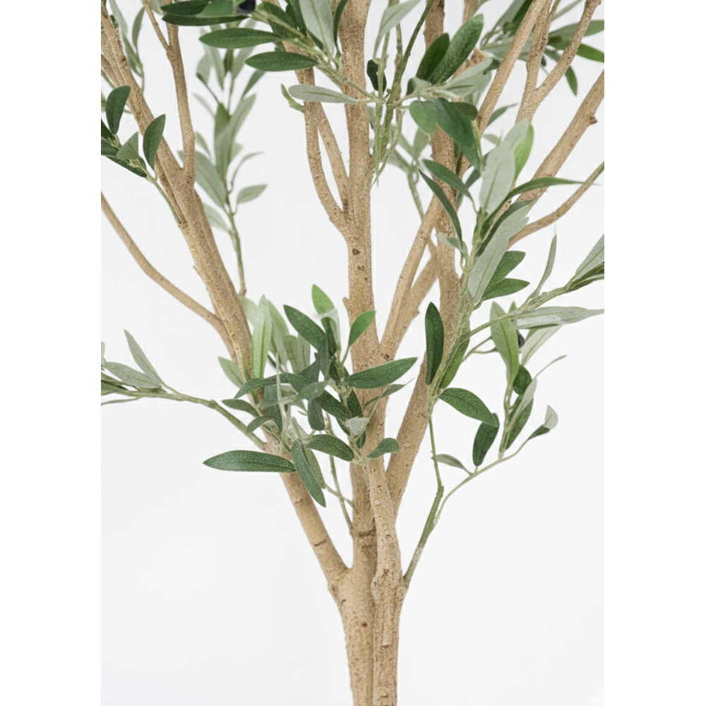 240 CM ZEYTİN AĞACI