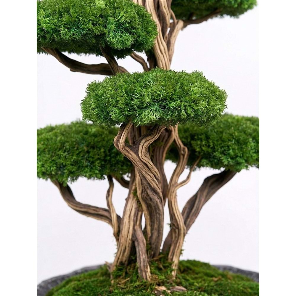 190CM 8 KAFA BONSAI