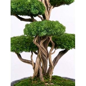 190CM 8 KAFA BONSAI