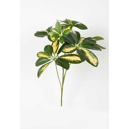 SCHEFLERA SPRAY