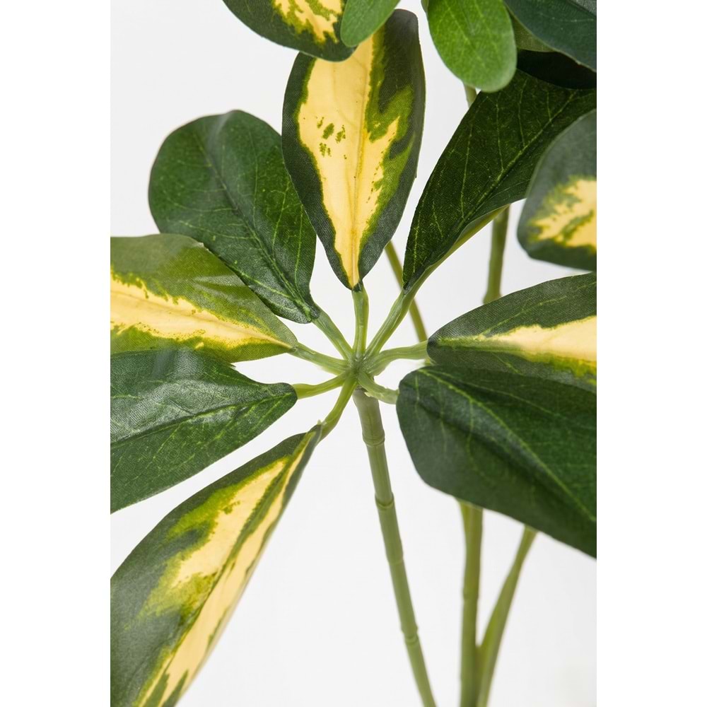 SCHEFLERA SPRAY