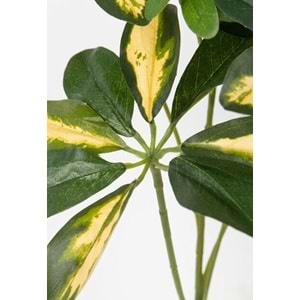SCHEFLERA SPRAY