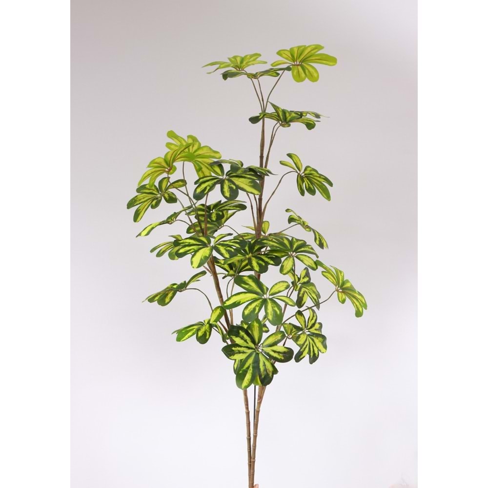 120 CM SHEFLERA