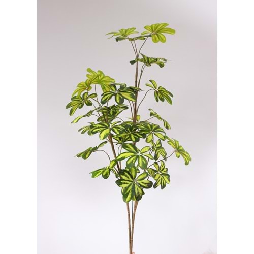 120 CM SHEFLERA