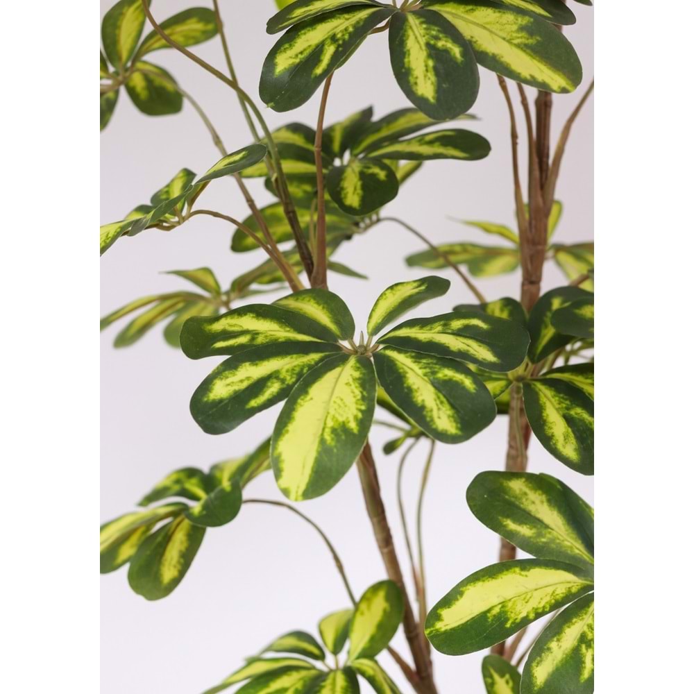 120 CM SHEFLERA
