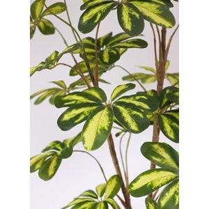 120 CM SHEFLERA