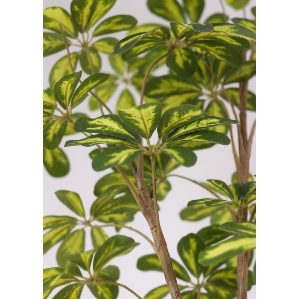 120 CM SHEFLERA