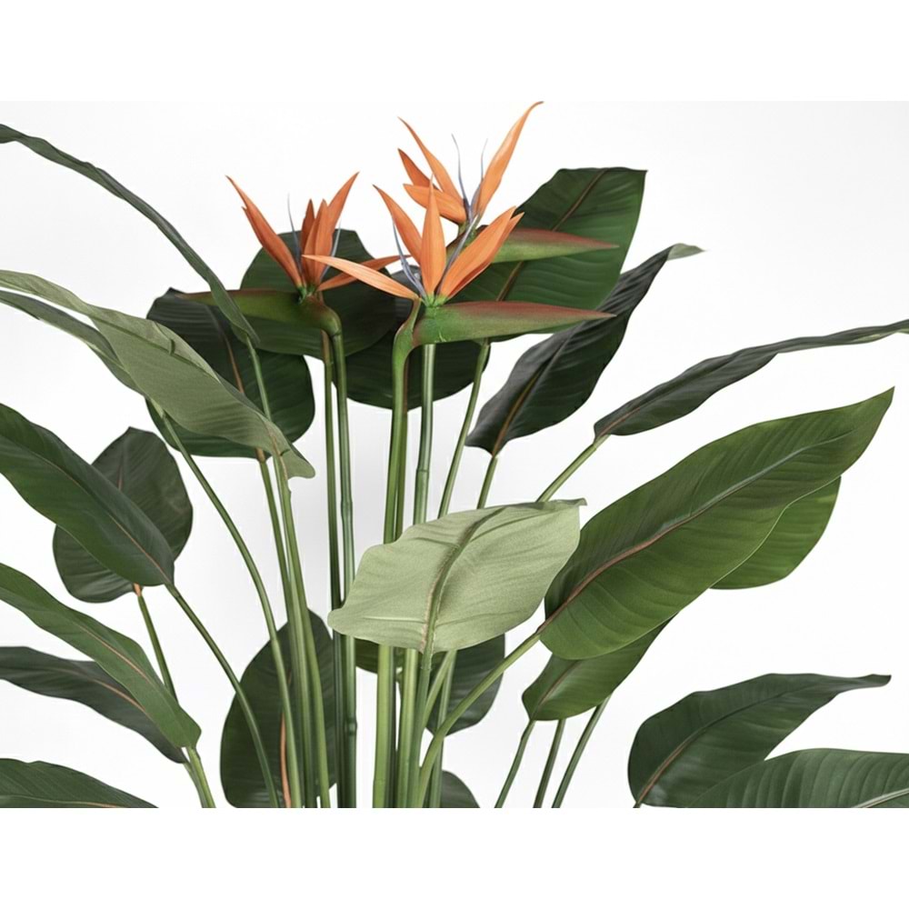150 CM STARLİÇE