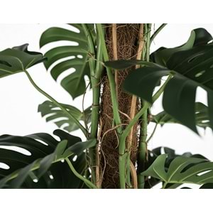 240CM MONSTERA
