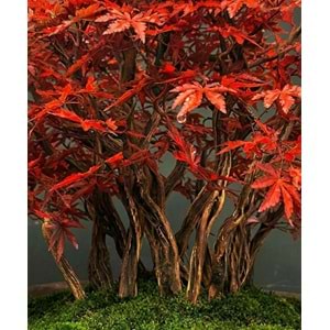 160 CM SAKSILI HAZAN AĞACI BONSAI