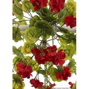 GERANIUM HANGING VINE RED