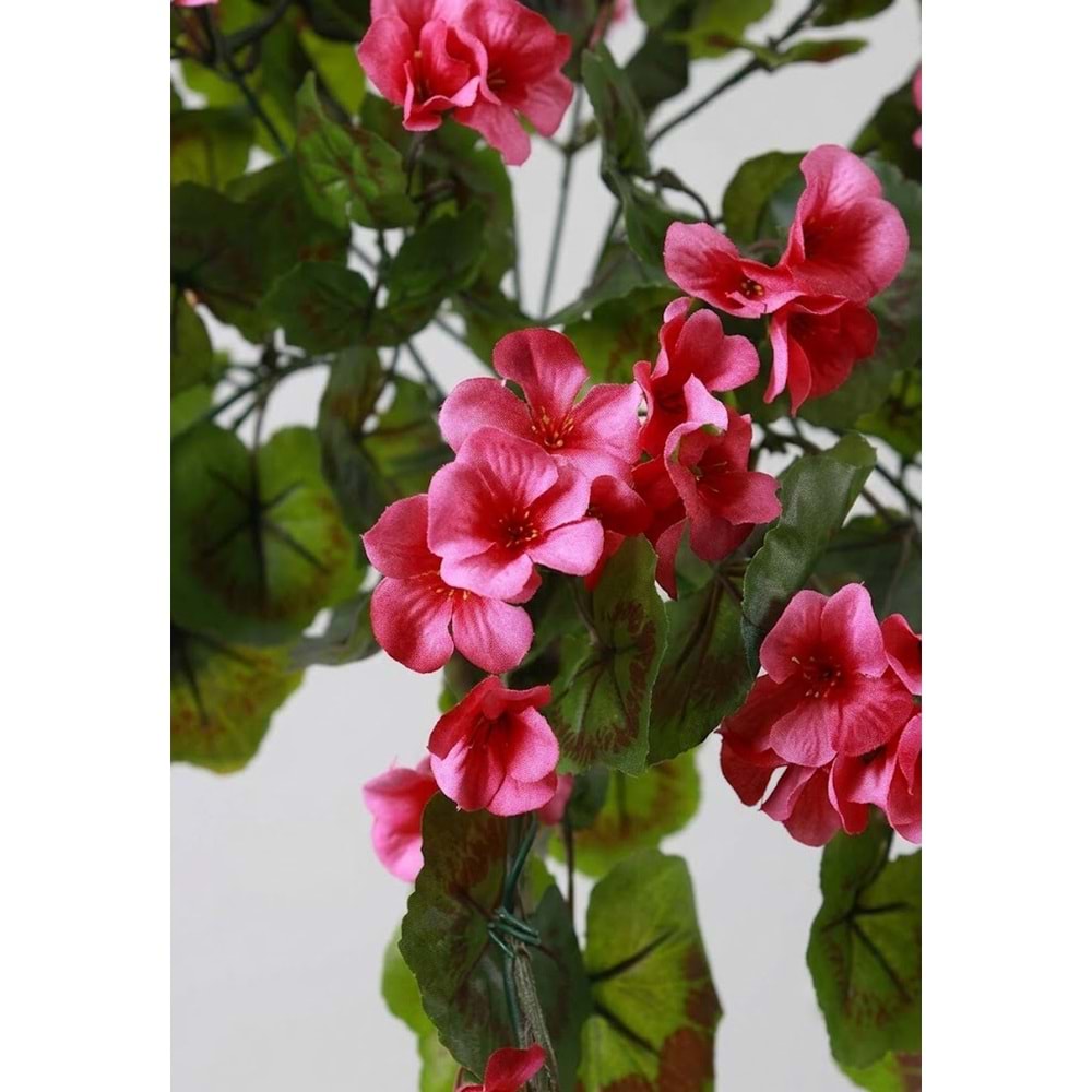 GERANIUM HANGING VINE PINK