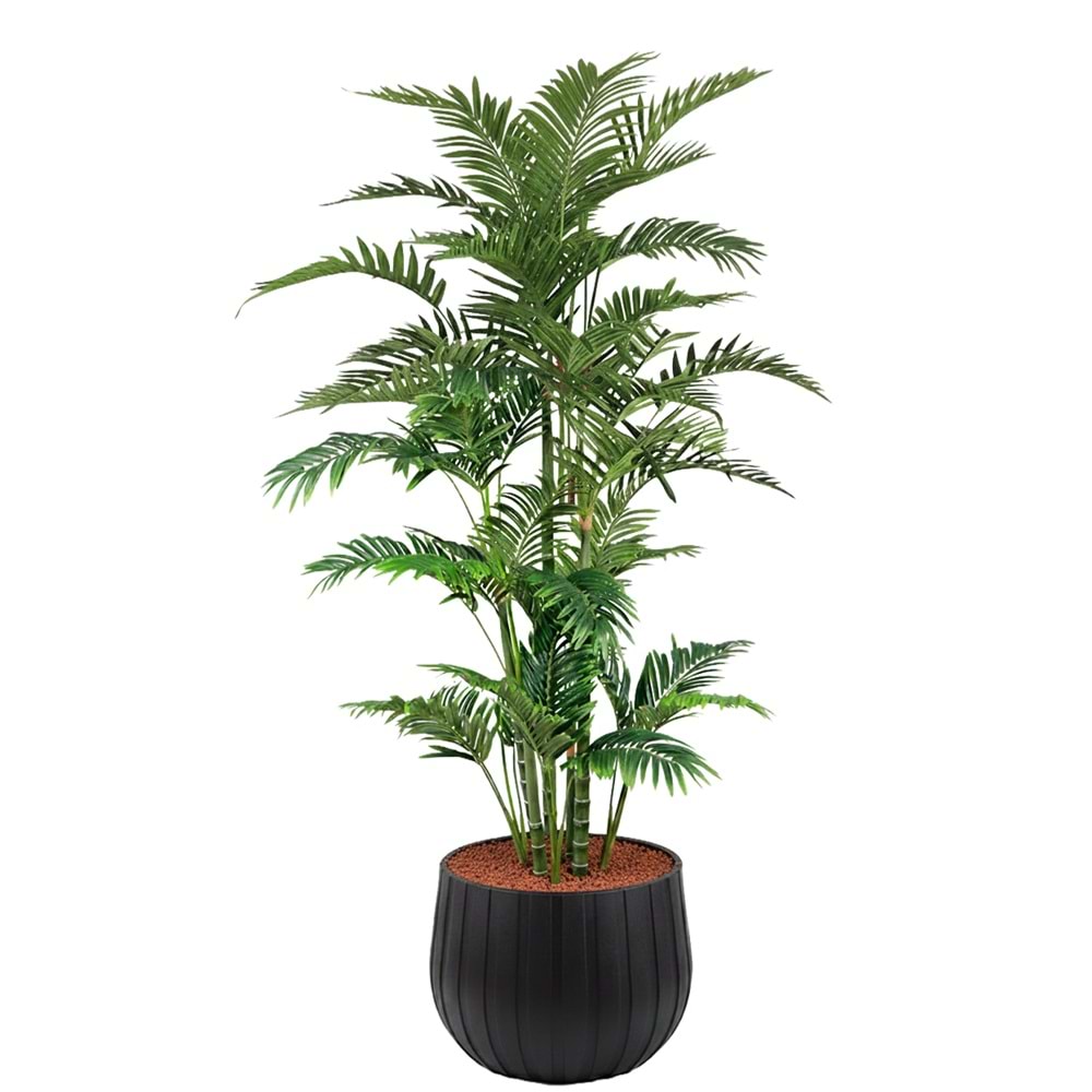 180 CM ARECA PALM