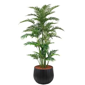 180 CM ARECA PALM