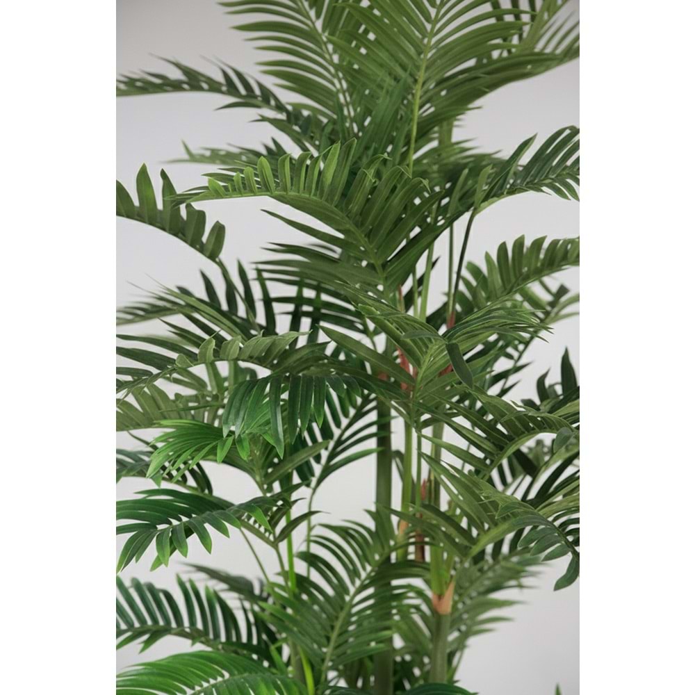 180 CM ARECA PALM