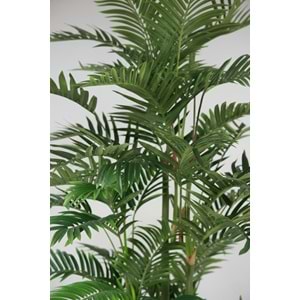 180 CM ARECA PALM