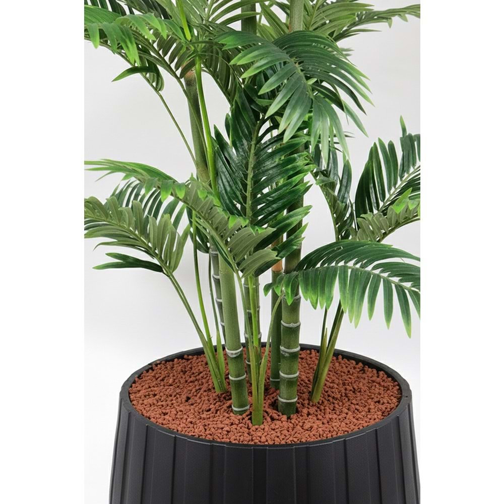 180 CM ARECA PALM