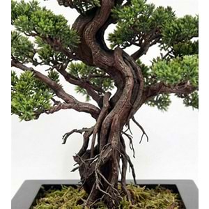 BONSAI 60*85 CM