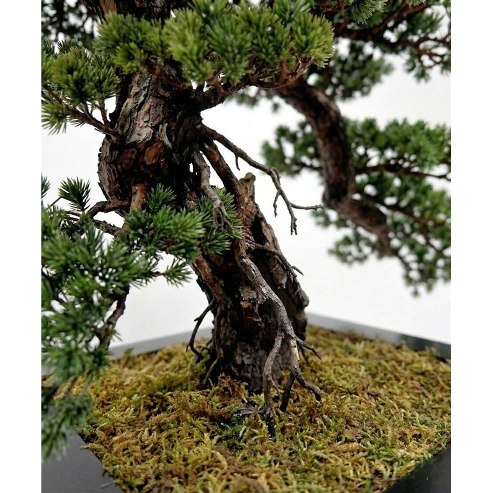 66 CM BONSAI PINE