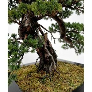 66 CM BONSAI PINE