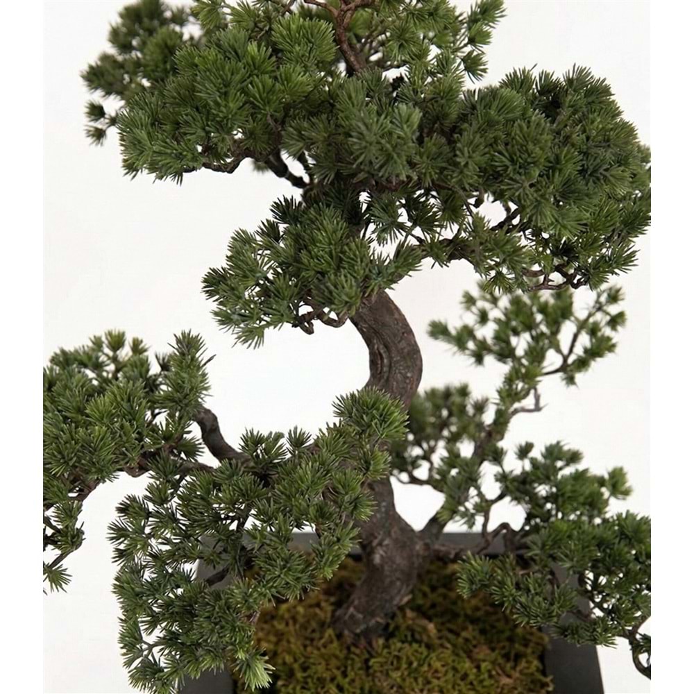 59 CM BONSAI PINE