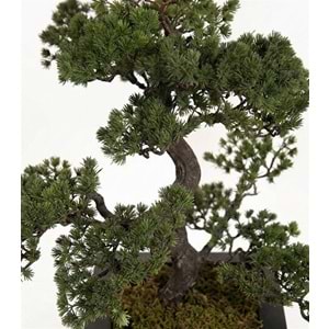 59 CM BONSAI PINE