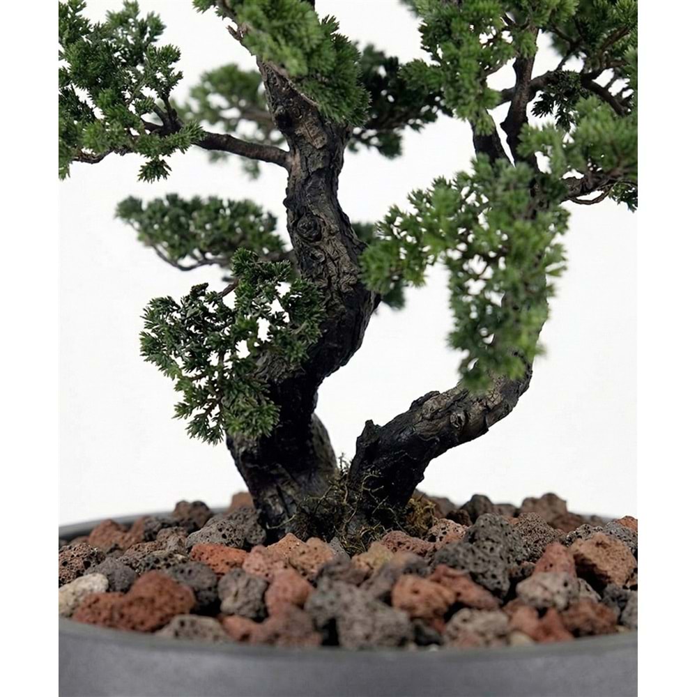 175 CM BONSAI PINE