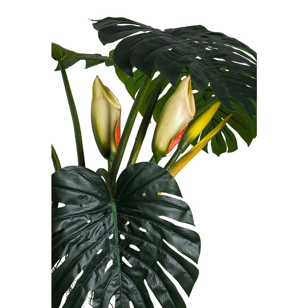 240 CM BÜYÜK DEVE TABANI