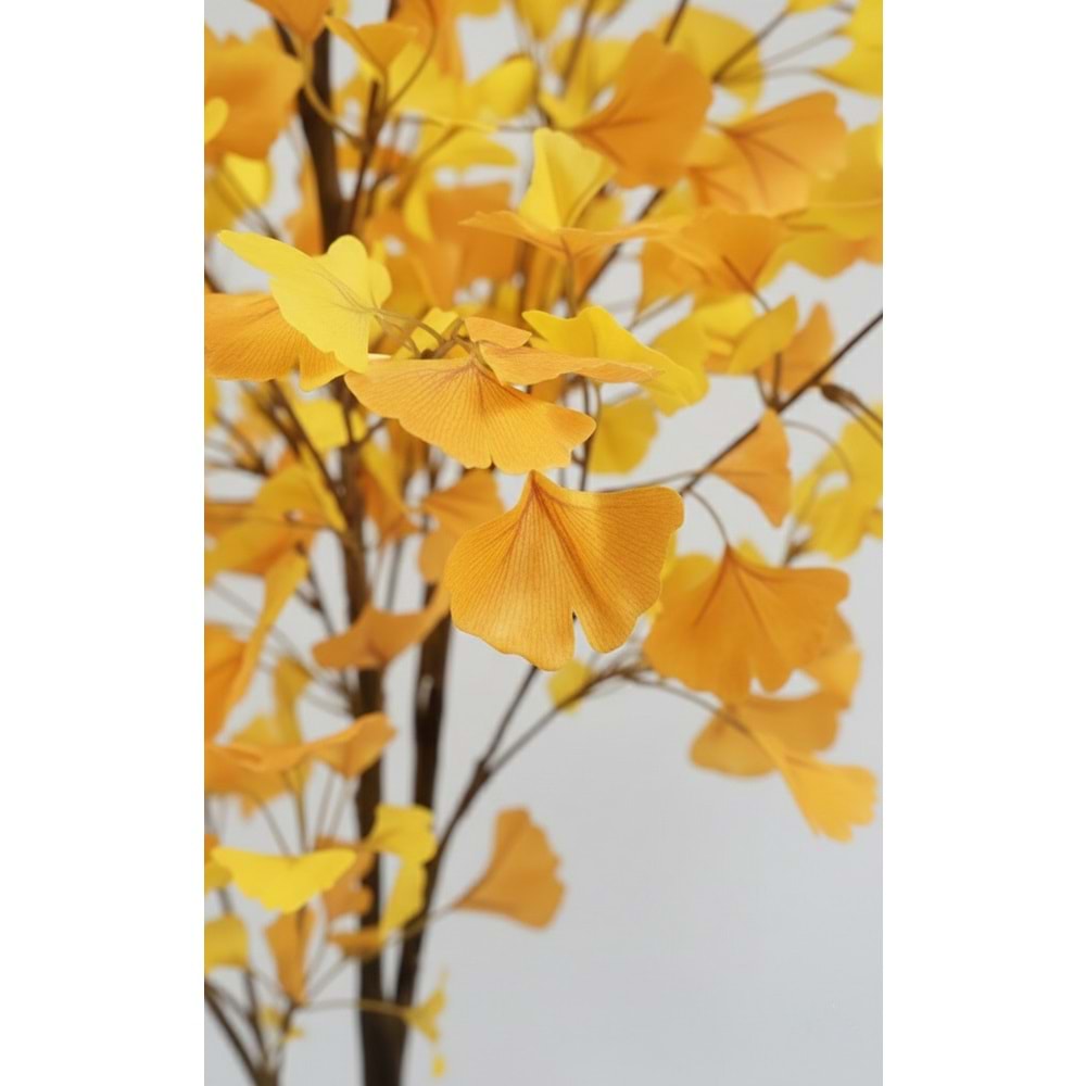 180 CM GINGKO TREE