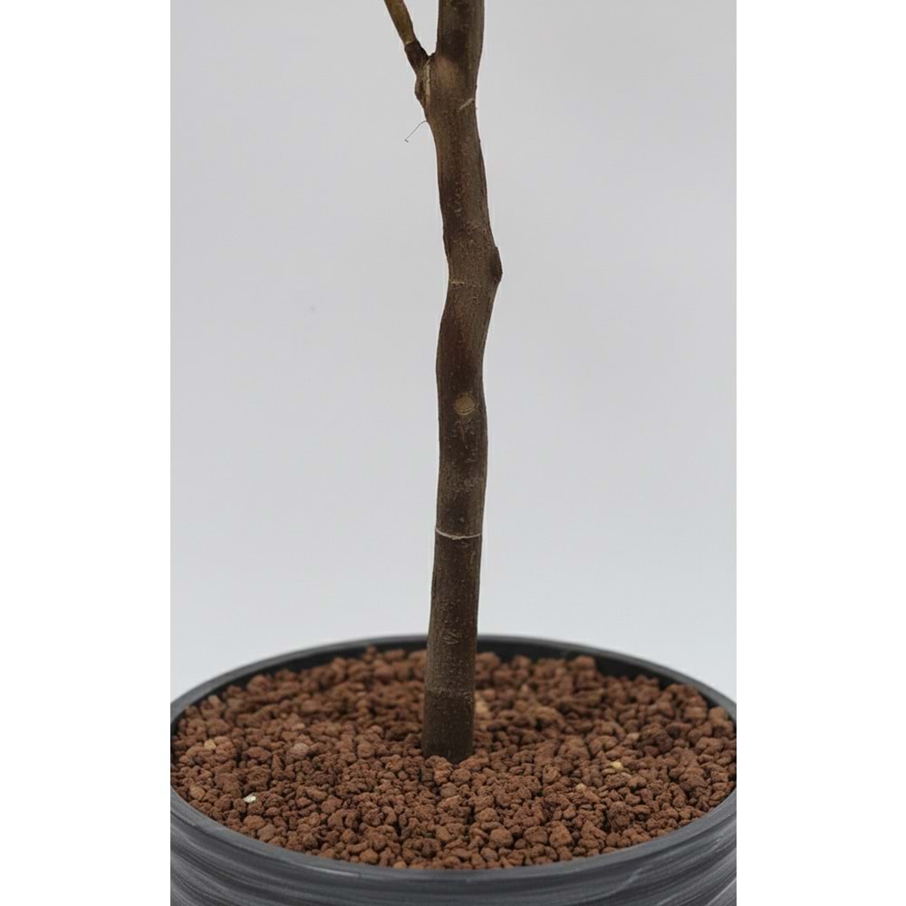 180 CM GINGKO TREE