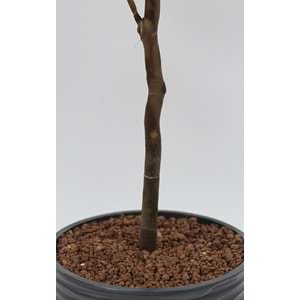 180 CM GINGKO TREE