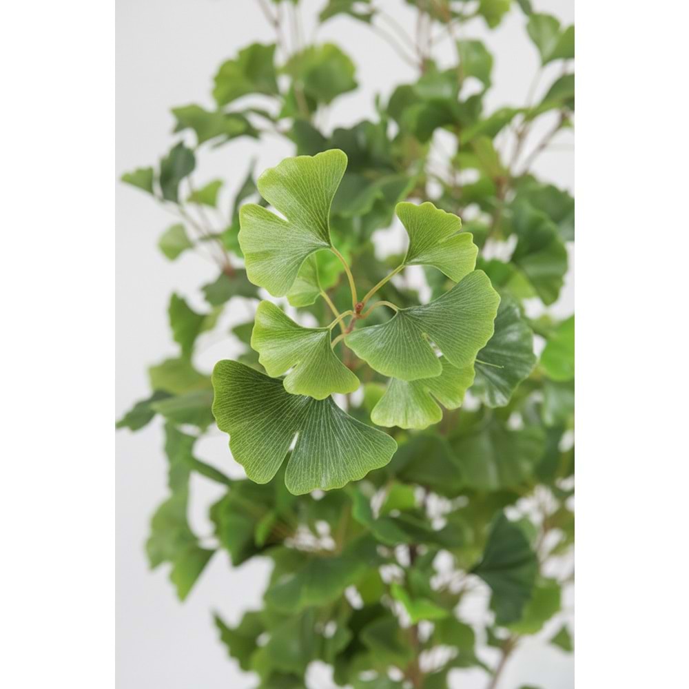 150 CM GINGKO TREE