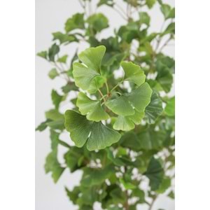 150 CM GINGKO TREE