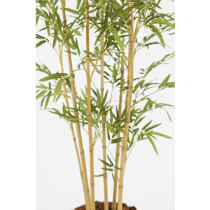 190 CM BAMBU AĞACI
