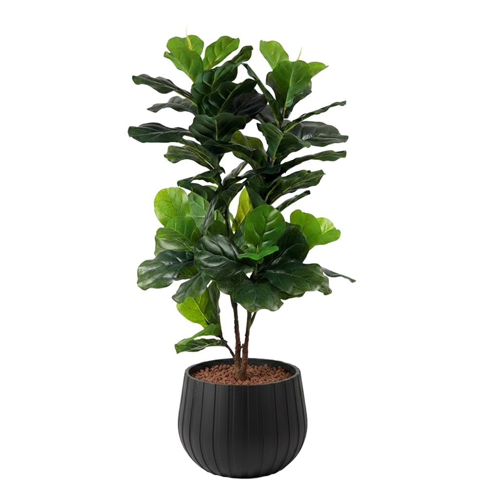 120 CM FIDDIELEAF