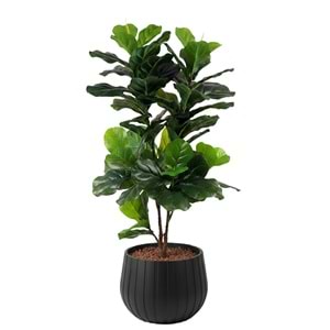 120 CM FIDDIELEAF