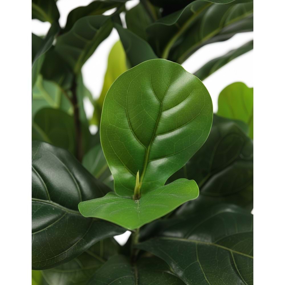 120 CM FIDDIELEAF