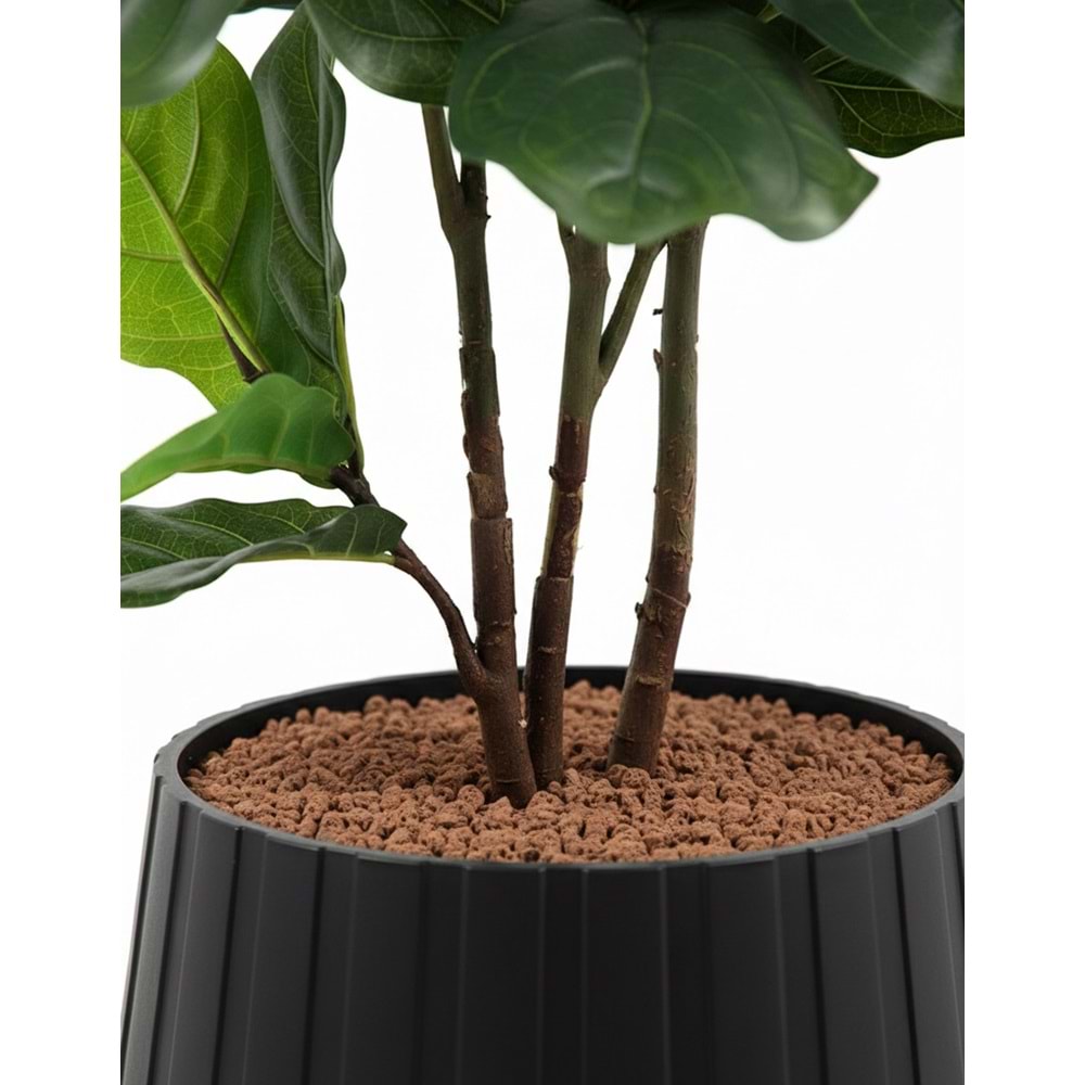 120 CM FIDDIELEAF