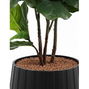 120 CM FIDDIELEAF
