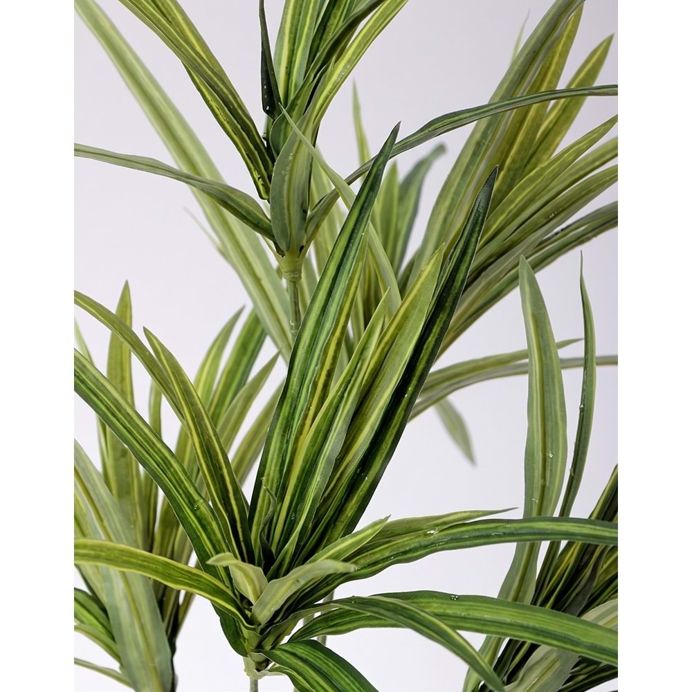 80 CM SPIDER PLANT