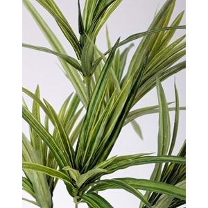 80 CM SPIDER PLANT