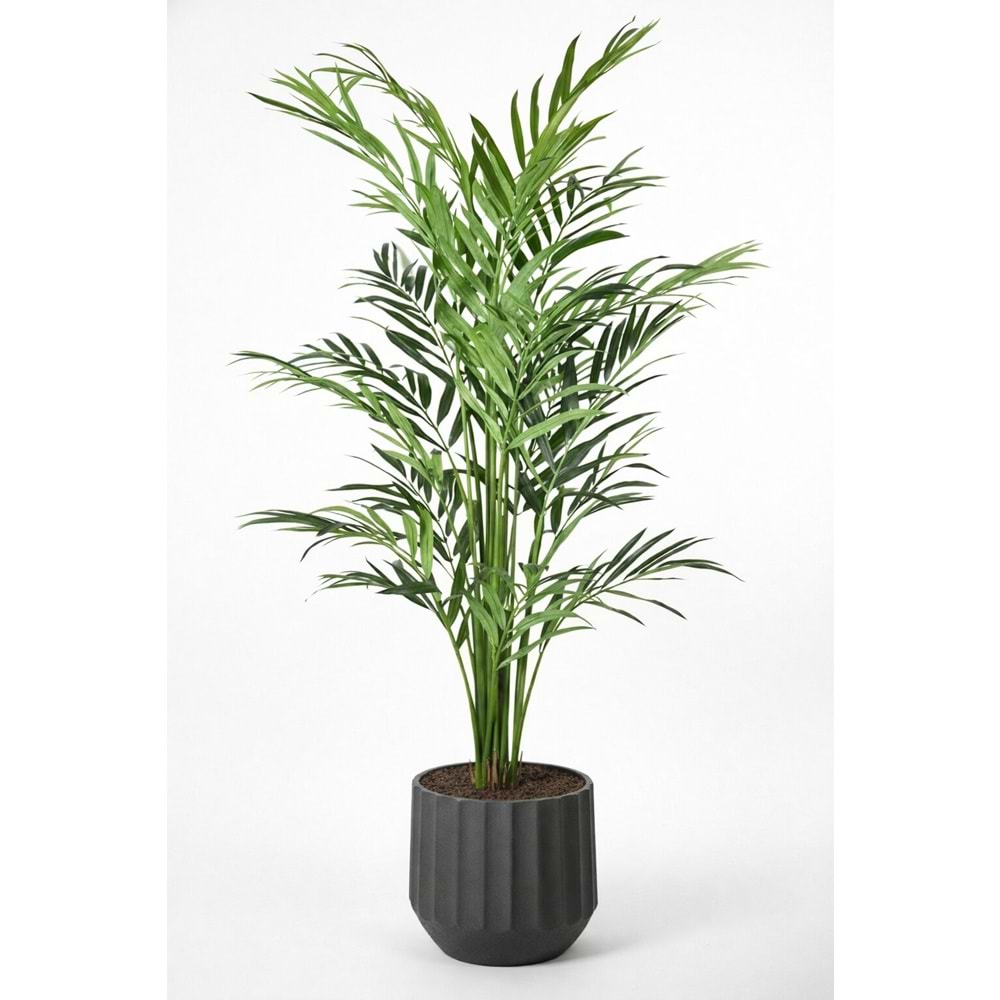 250 CM KENTIA PALM