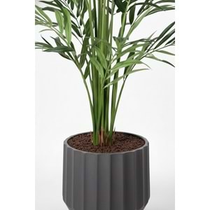 250 CM KENTIA PALM