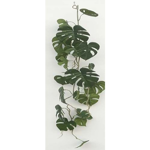 120 CM SARKAN MONSTERA