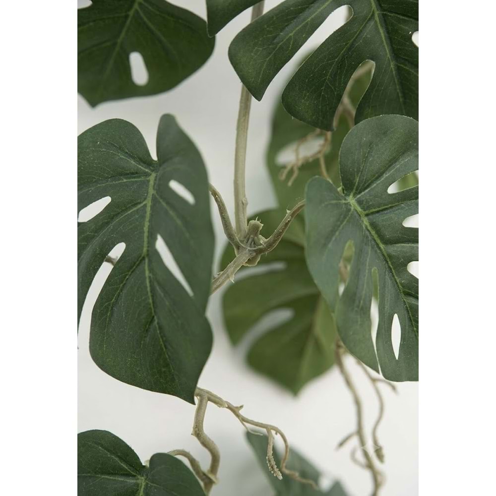 120 CM SARKAN MONSTERA
