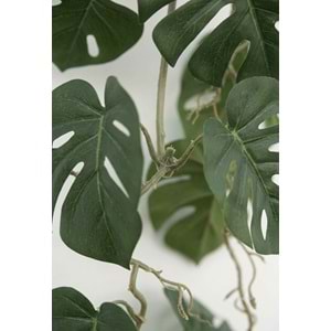 120 CM SARKAN MONSTERA